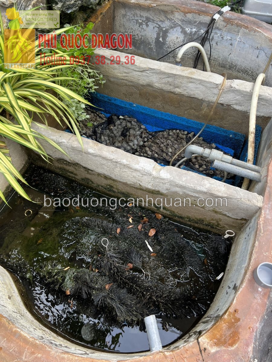 Vệ sinh hồ cá Koi, chữa bệnh cá Koi nhật ở TPHCM