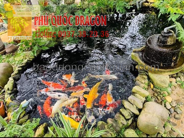 Vệ sinh hồ cá Koi ở khu vực TPHCM, Đồng Nai