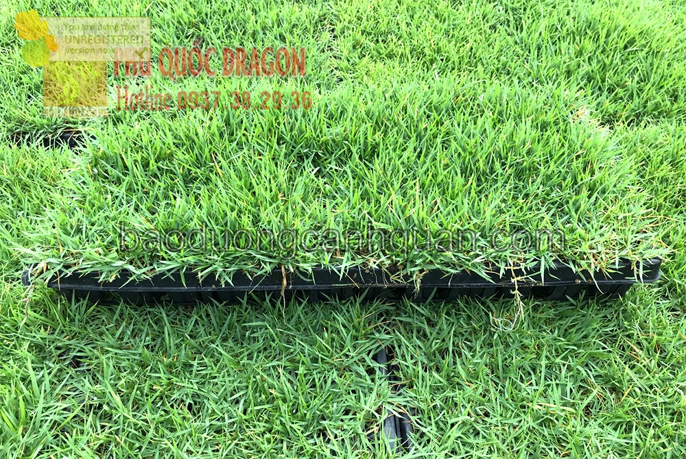 Bán c.ỏ nhung nhật, c.ỏ lá gừng sân vườn ở HCM, Đồng Nai