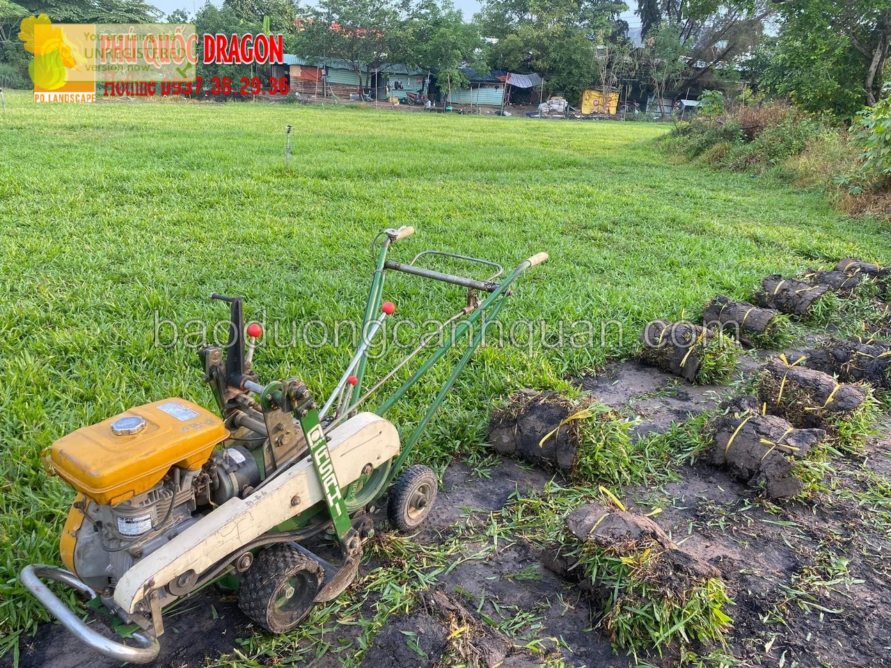 Cung cấp và trồng cỏ sân vườn ở TPHCM, Long An
