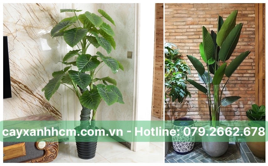 Cung cấp, cho thuê cây nội thất văn phòng ở TPHCM, Đồng Nai