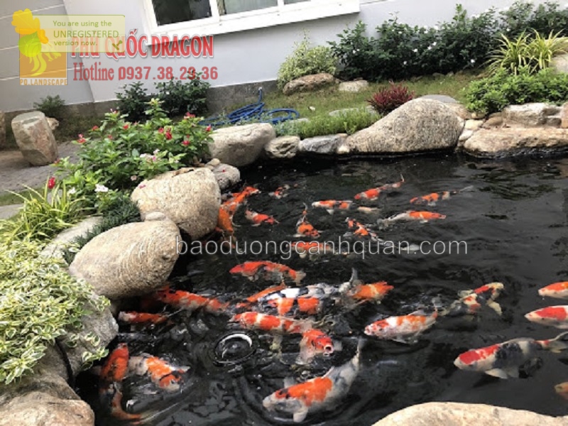Thi công hồ cá Koi Nhật chuyên nghiệp ở HCM, Brvt, Đồng Nai