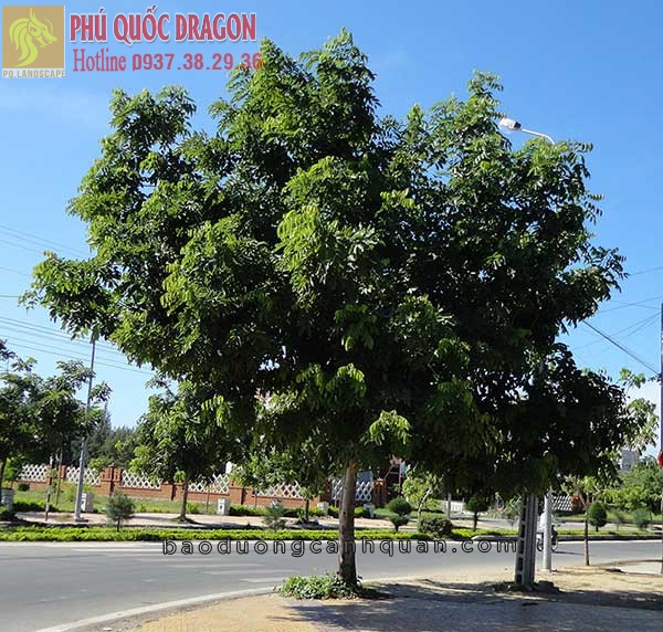 Dịch vụ cắt tỉa tàn cây, hạ tán ở TPHCM, Đồng Nai