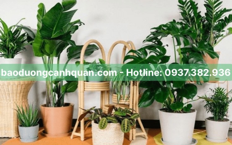 Cung cấp, cho thuê cây xanh văn phòng nội thất 0937.382.936