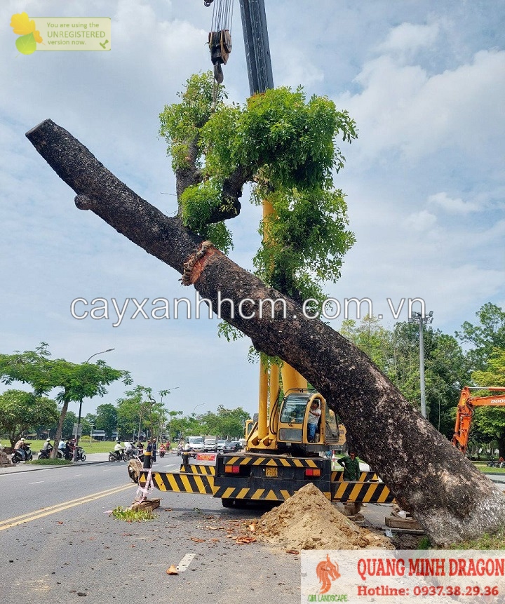 Di dời cây xanh, cắt tỉa tán ở TPHCM, Đồng NAi, Brvt