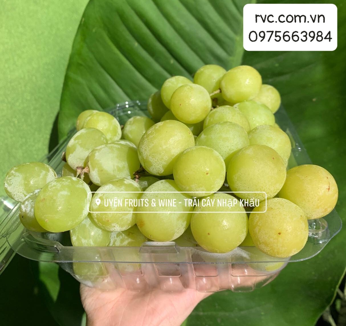 Chuyên sỉ hộp nhựa đựng nho cao cấp, chất lượng tại Đà Lạt 