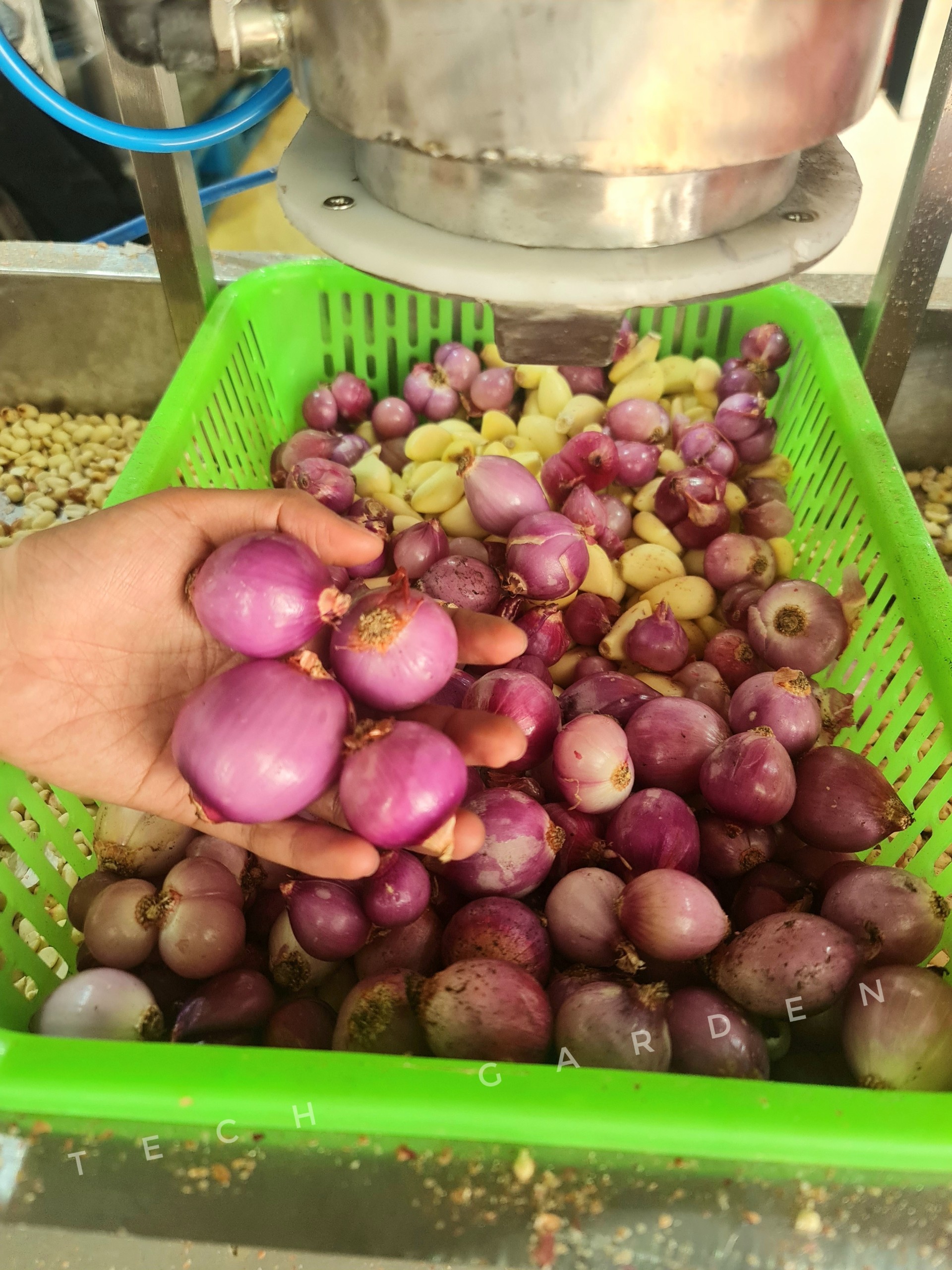 Máy Bóc Vỏ Tỏi, Hành Tự Động Tech Garden