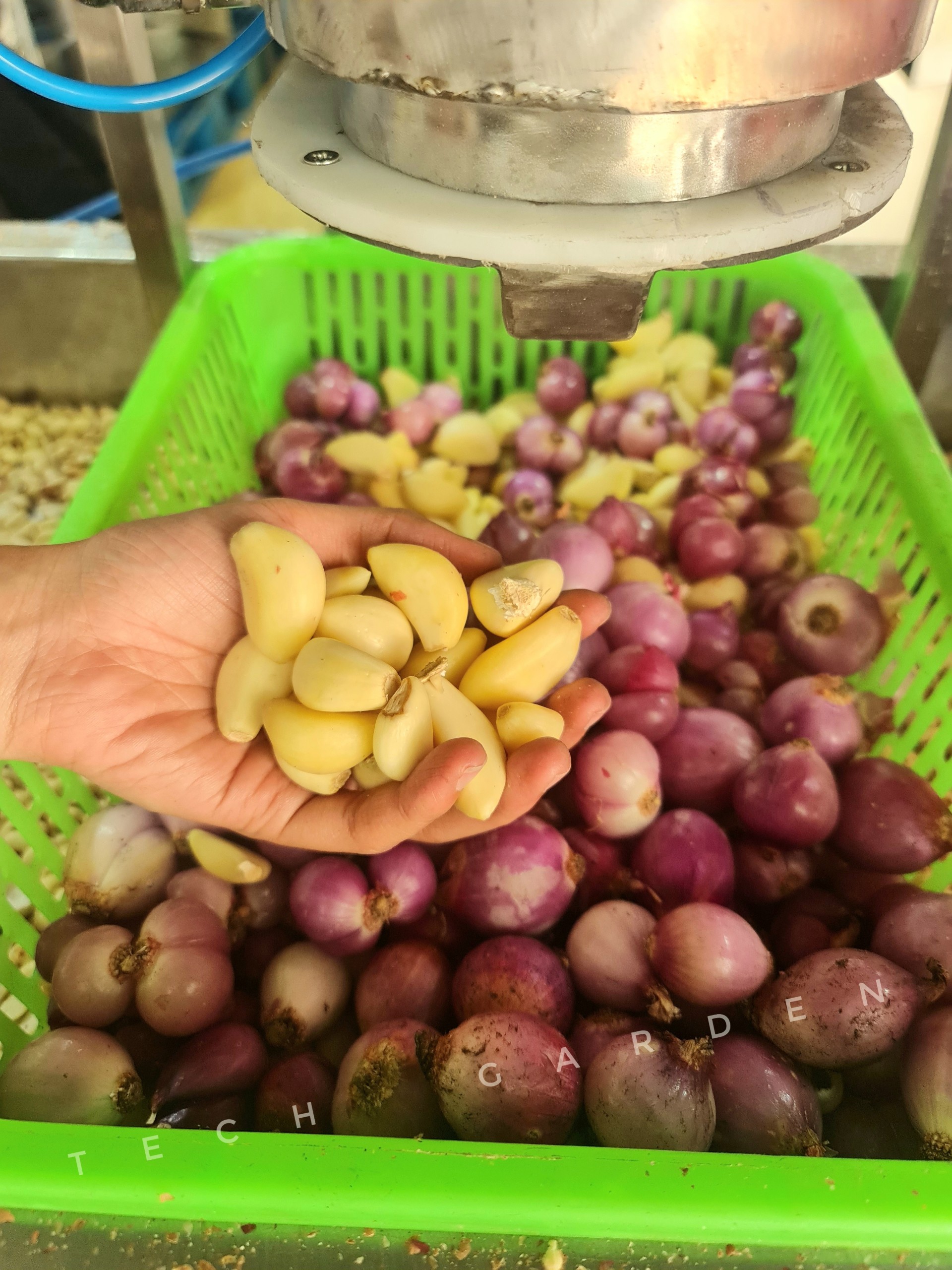 Máy Bóc Vỏ Tỏi, Hành Tự Động Tech Garden