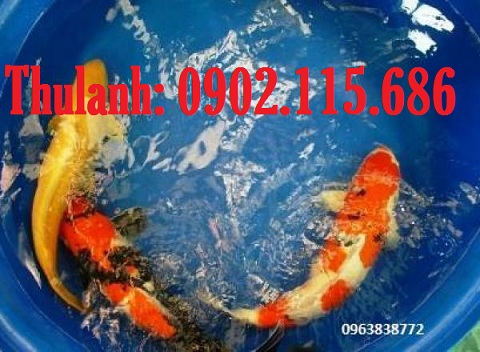 Thùng nhựa đựng nước dung tích lớn trữ nước, nuôi trồng 