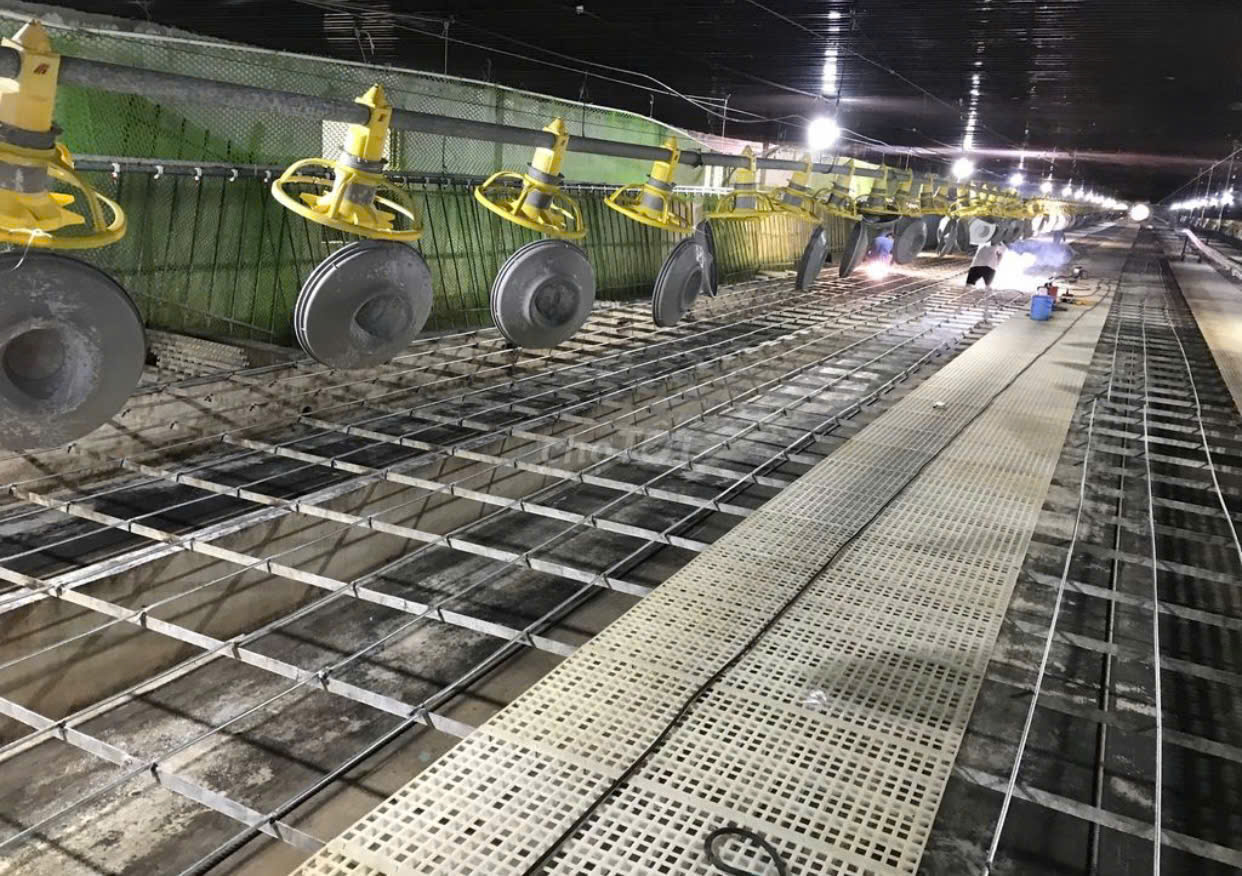 Trang trại tuyển cặp vợ chồng hoặc Nam LĐPT phụ chăn nuôi vịt